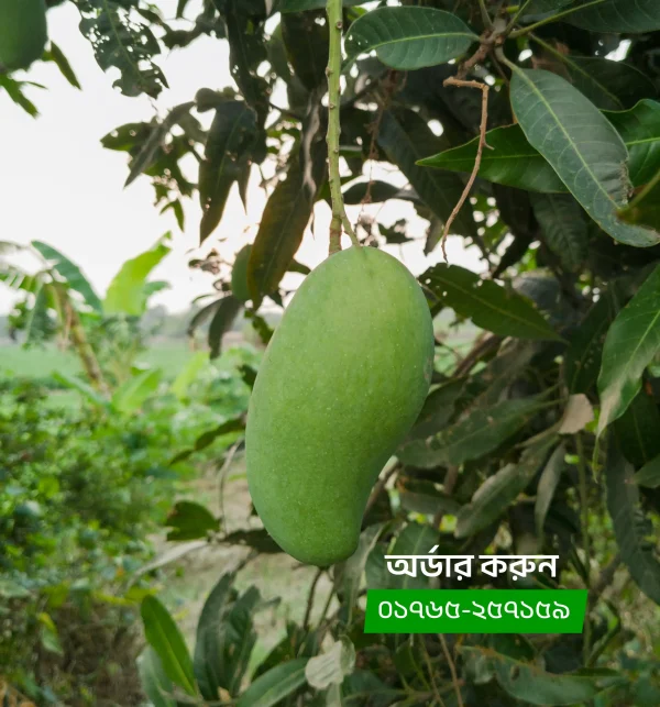 AMROPOLI FOR WEBSITE2 রাজশাহীর আম রুপালি- ৪০ কেজি (প্যাকেজিং এবং ডেলিভারি চার্জ সহ)