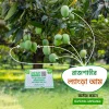 langra 2 রাজশাহীর ল্যাংড়া আম- ২০ কেজি (প্যাকেজিং এবং ডেলিভারি চার্জ সহ)