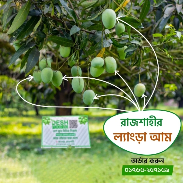 langra 2 রাজশাহীর ল্যাংড়া আম- ২০ কেজি (প্যাকেজিং এবং ডেলিভারি চার্জ সহ)